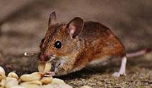 24 Hour & Emergency Exterminators in Edenburg, IL